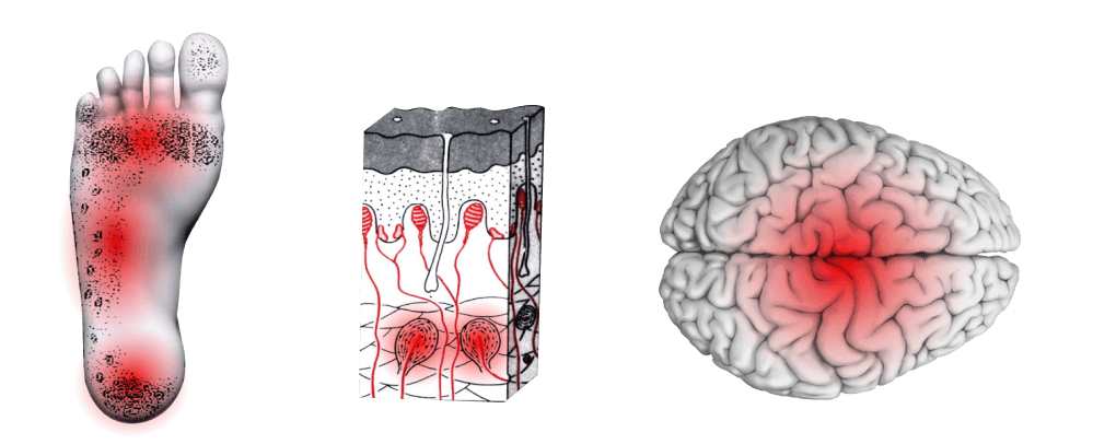 Тельца Фатера-Пачини